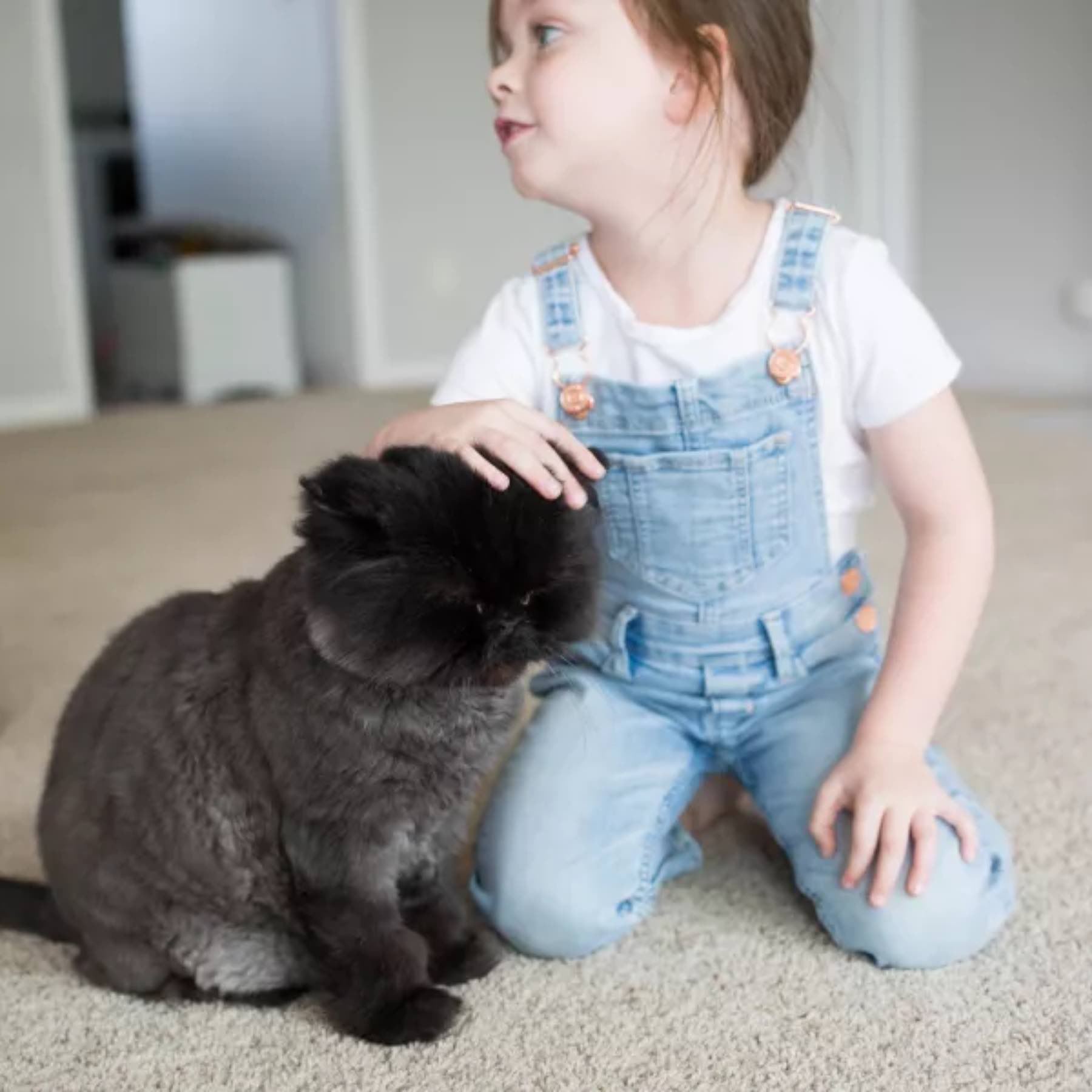 Little girl enjoying the companionship of a gray cat on Zerorez cleaned carpet.