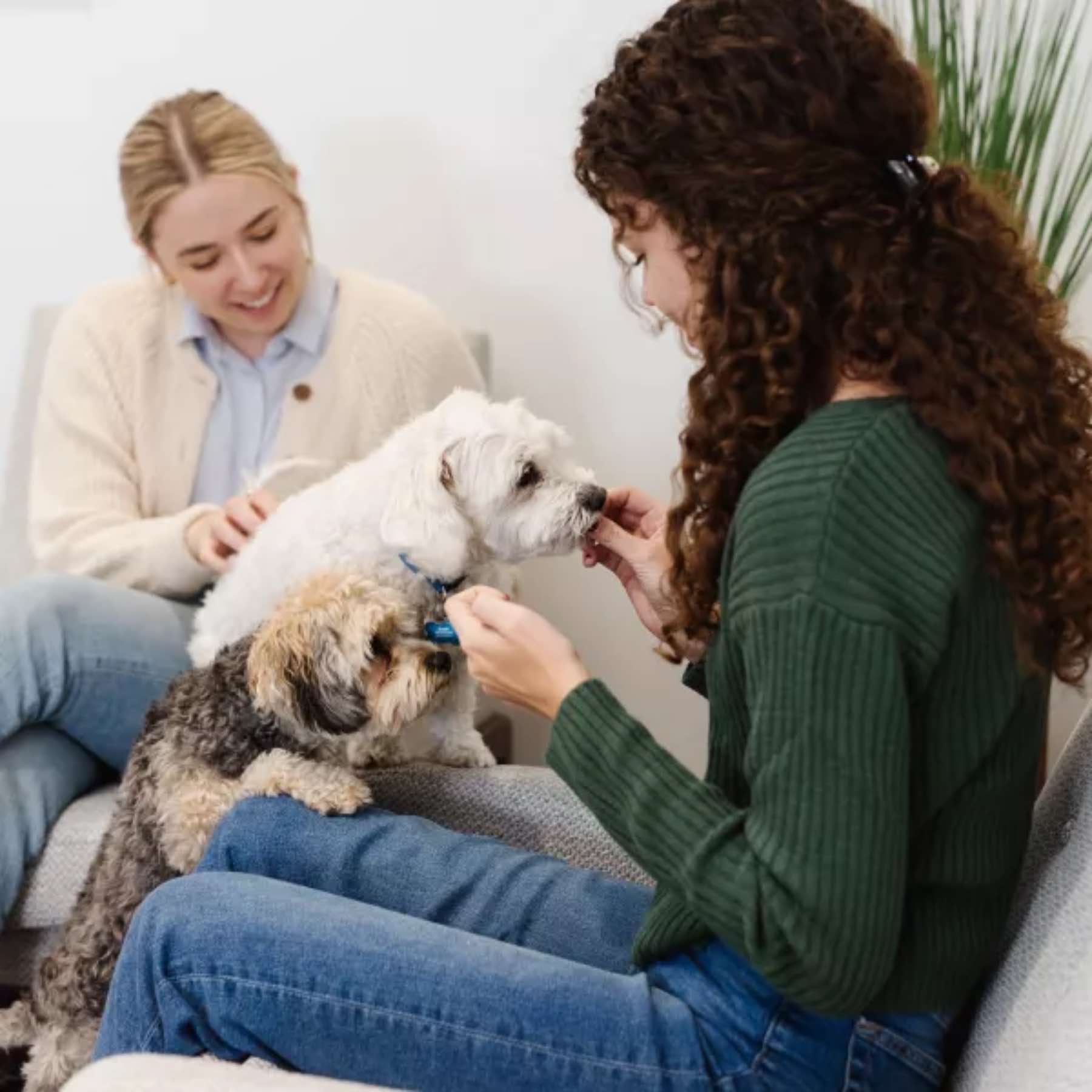 Women playing with puppies are enjoying the health benefits of pets - learn more with Zerorez.